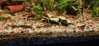 Bristlenose Plecos,shrimps and guppies