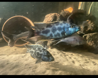 Malawi and Tanganyikan cichlids young adults