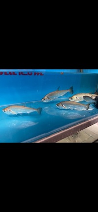 PLANET AROWANA CHRISTMAS SALE