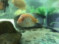 Midas cichlid