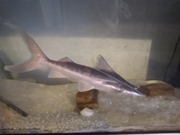 True Piraiba Catfish (Brachyplatystoma filamentosum) FOR SALE