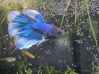 Halfmoon Male Betta for Sale in Essex