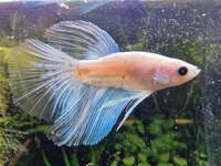 Halfmoon Male Betta for Sale in Essex