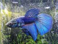 Halfmoon Male Betta for Sale in Essex