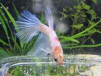 Halfmoon Male Betta for Sale in Essex