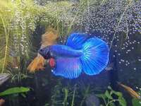 Halfmoon Male Betta for Sale in Essex