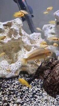 Malawi cichlids babies