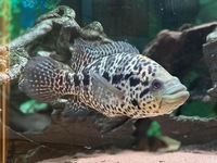 Female Jaguar cichlid - Newcastle Upon Tyne