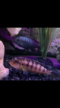 7x cichlids Malawi £60