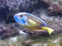 Large Regal Tang