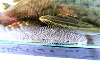 3.5inch queen arabesque plec. SOLD SOLD SOLD