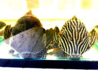 10inch gold line Royal Plec SOLD SOLD SOLD