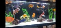 MALAWI AND AMERICAN CICHLIDS