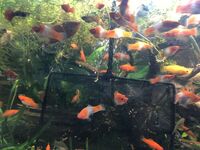 KOHAKU SWORDTAIL FISHES