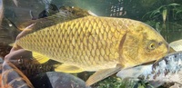 Ghost koi carp, common carp, mirror carp large fish