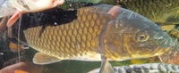 Ghost koi carp, common carp, mirror carp large fish