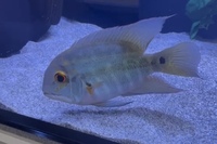 True parrot chichlids x2 large 11 inch