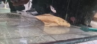 Large Plecs & Featherfin Catfish For Sale