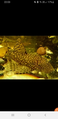 Bristlenose plecos ancistrus available