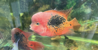 Hybrid Vieja Cichlid babies for sale.