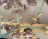 Hybrid Vieja Cichlid babies for sale.