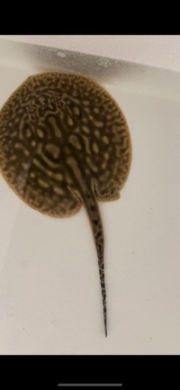 Leucistic Key Stingray