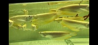 Leucistic Albino Silver Arowana