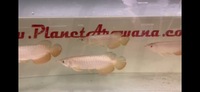 Special Offer Super High Back Red Tail Golden Arowana’s