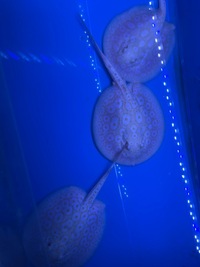 Albino Pearl Stingrays