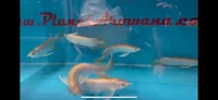 Special Offer Banjar Red x Tong Yan Arowana