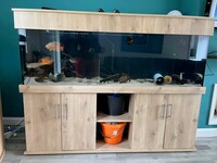 ND Aquatics Aquarium built March 2023 equipment included & Fluval Vicenza 180