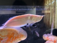 Albino Silver Arowana ~40cm