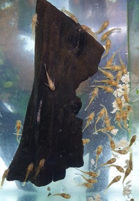 Super Red Long Fin Bristlenose Pleco Breeding Pair, also cave for L46, l046,l173, l134