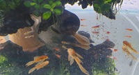 Super Red Long Fin Bristlenose Pleco Breeding Pair, also cave for L46, l046,l173, l134