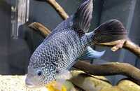 MALE BEANI CICHLID