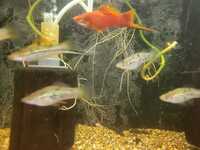 SWORDTAILS