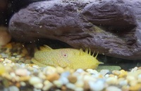 BRISTLENOSE PLECS