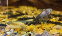 BRISTLENOSE PLECS