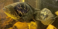 Breeding pair of Jaguar Cichlids