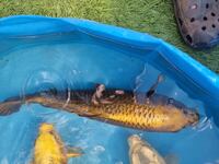 Large Koi for sale 8 inches to 20 inches Jumbo Bloodline