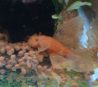 Super Red Long Fin Bristlenose Pleco Breeding Pair, also cave for L46, l046,l173, l134