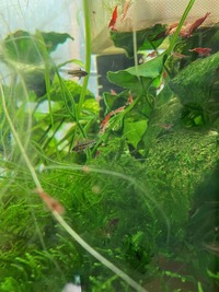 Apistogramma trifasciata fry for sale in Newcastle, £4 each or 6 for £20