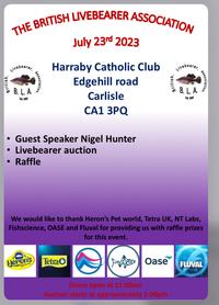 British Livebearer Auction