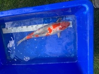 Japanese Koi carp