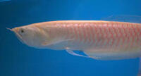 SOLD  ALBINO AROWANA 7 inches MUST SEE