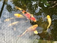 Koi for sale