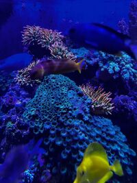 Rainbow Bubble Tip Anenome