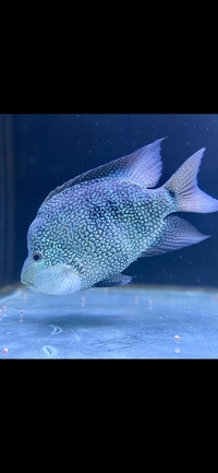 Large texas cichlid