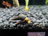 2x Rabbit Snails for sale