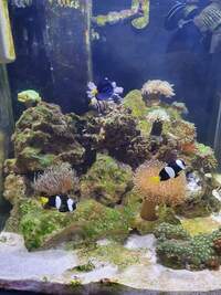 Aqua one 90l marine tank